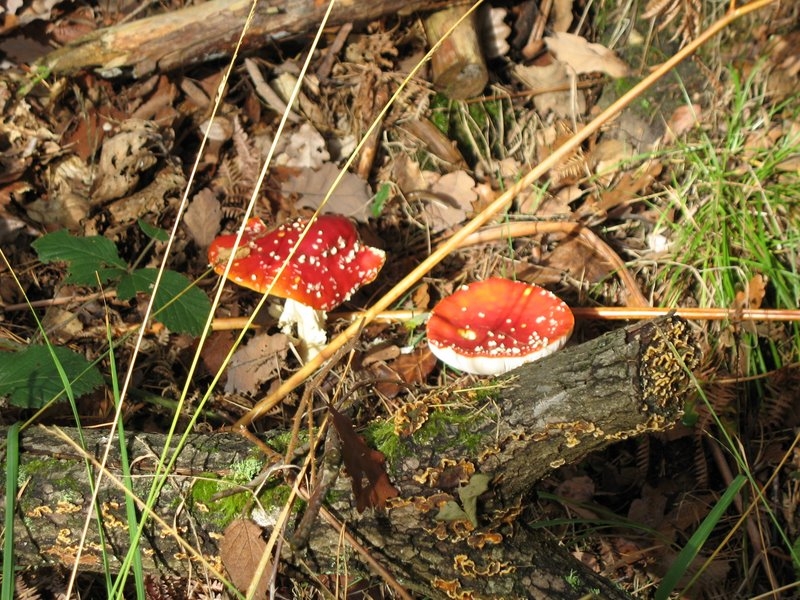 Amanita muscaria